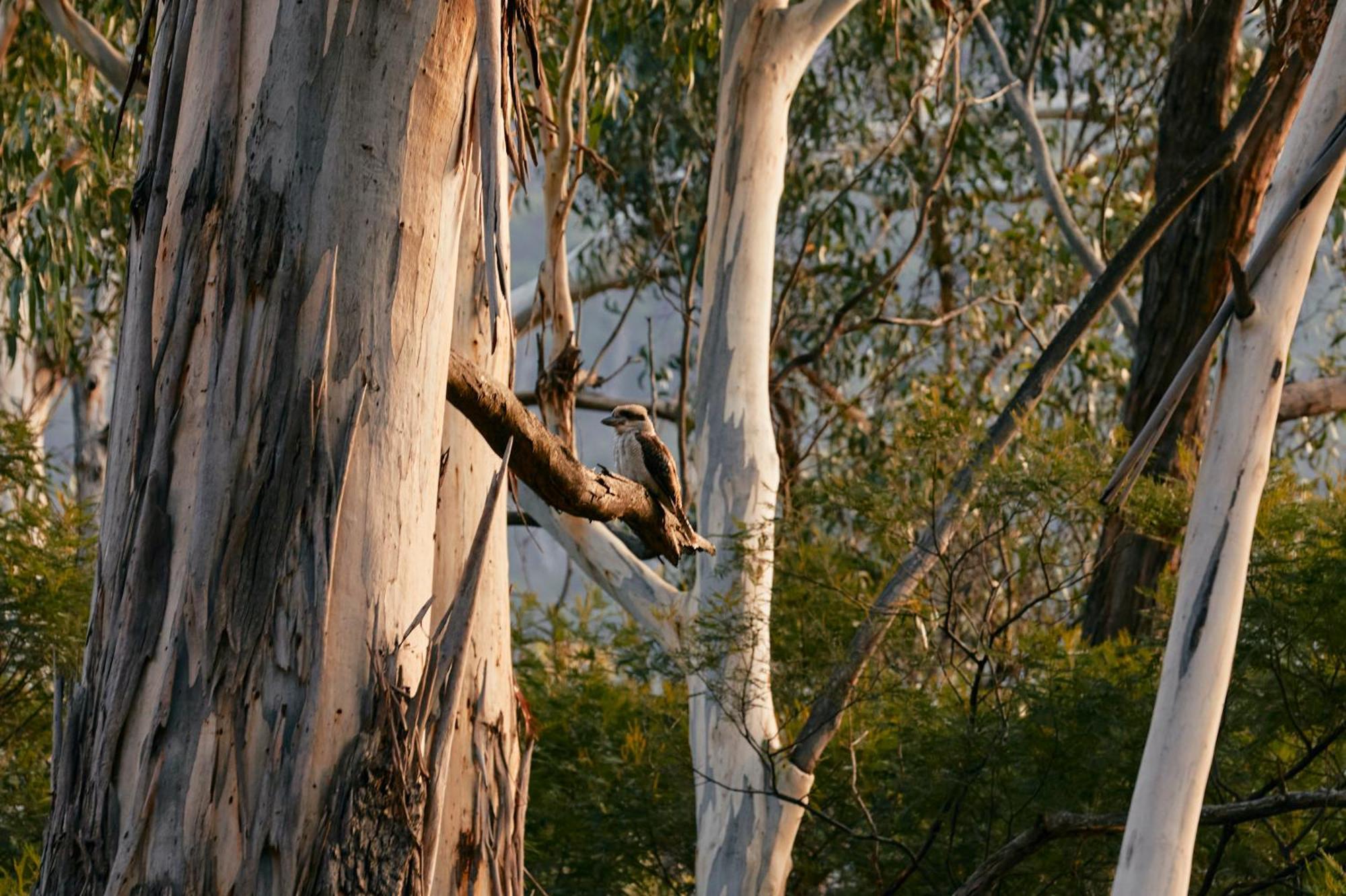 Heavenly Retreat Villa Halls Gap Buitenkant foto